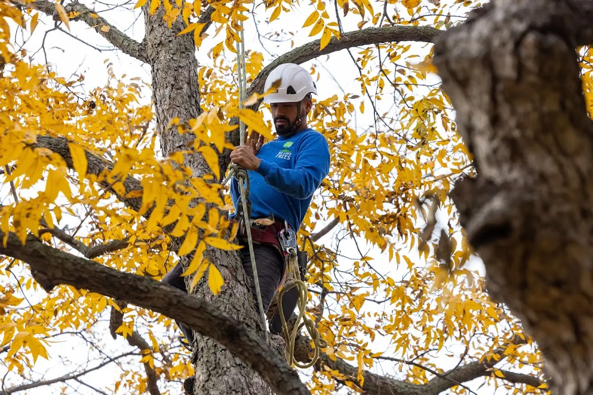 Skilled Tree Pruning crew working in Salisbury